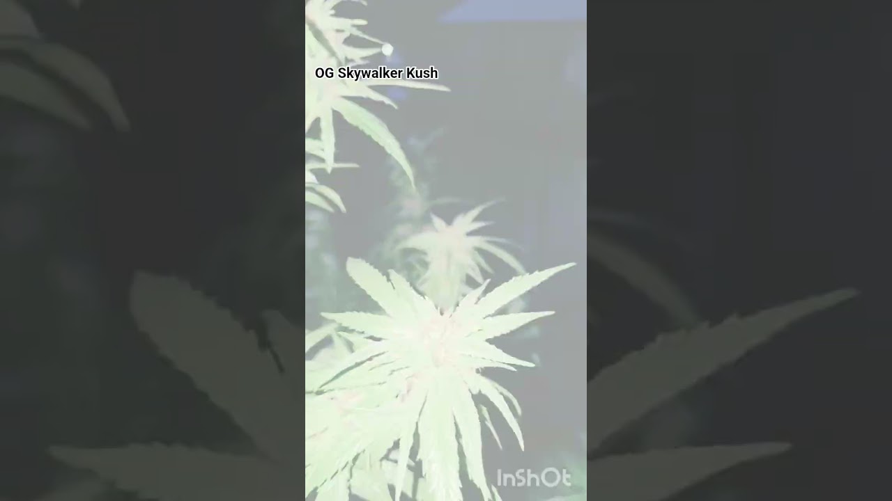 Og Skywalker Kush #green #grow #flowers #garden #plants #life #youtubeshorts #youtube #youtuber