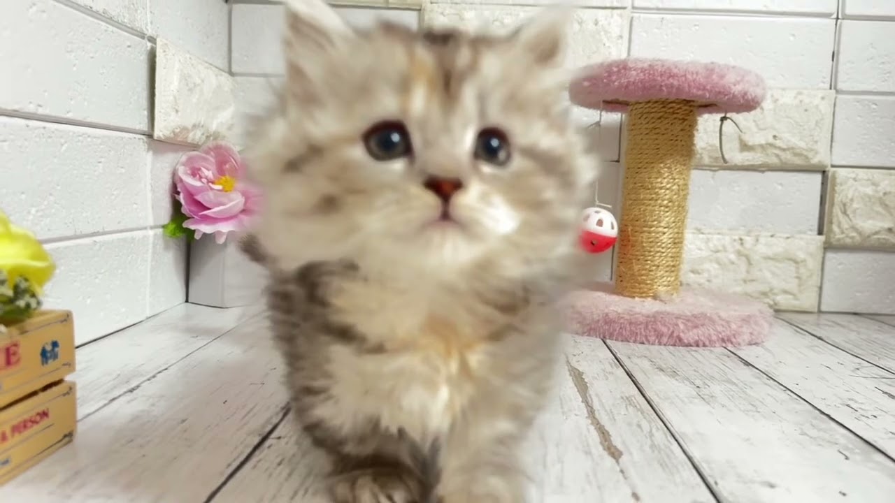 まいの×嵐から生まれたミヌエットの短足ちゃん❤︎②