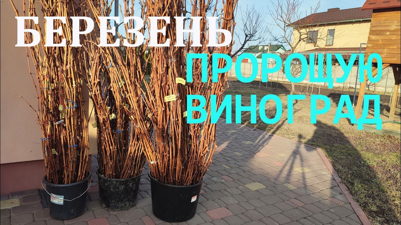 Березень  Пророщую ВИНОГРАД
