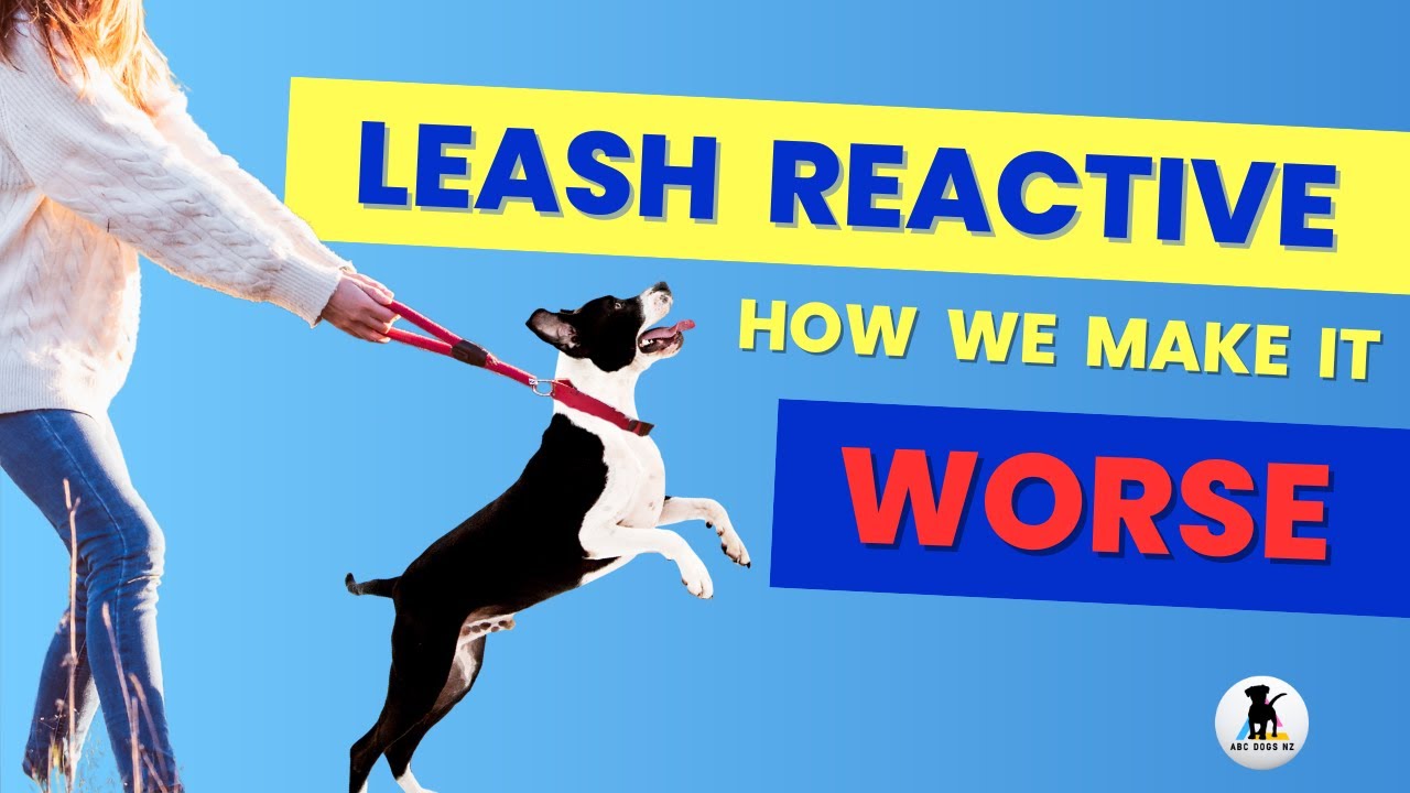 Leash reactive dog ? Nearly ALL clients make this mistake.