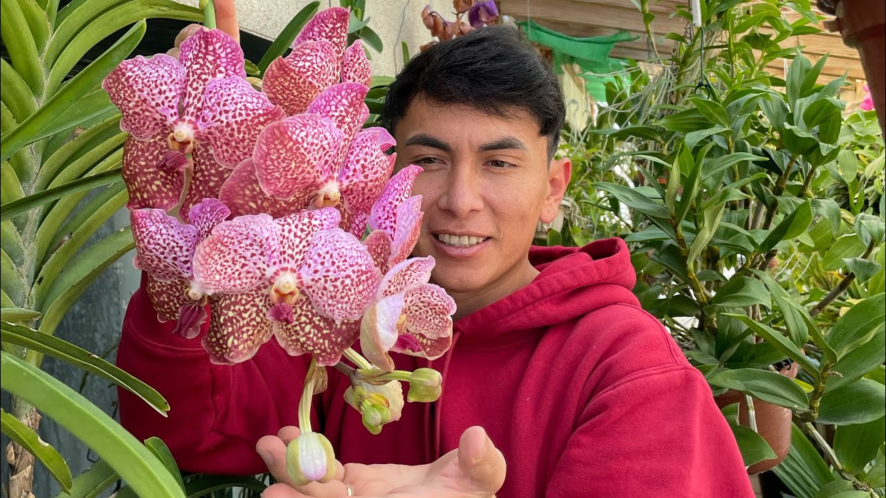 ￼Trucos y consejos para cultivar orquídeas Vanda. ￼