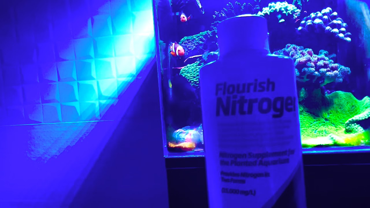 Dinoflagelados