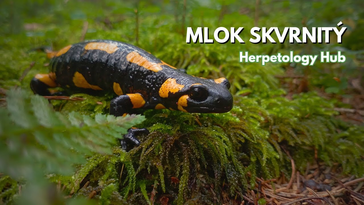Mlok skvrnitý (Salamandra salamandra) | Herpetology Hub