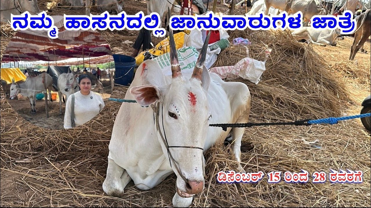 ನಮ್ಮ ಹಾಸನದಲ್ಲಿ ಜಾನುವಾರುಗಳ ಜಾತ್ರೆ Namma Hassanadalli januvarugala jatr
