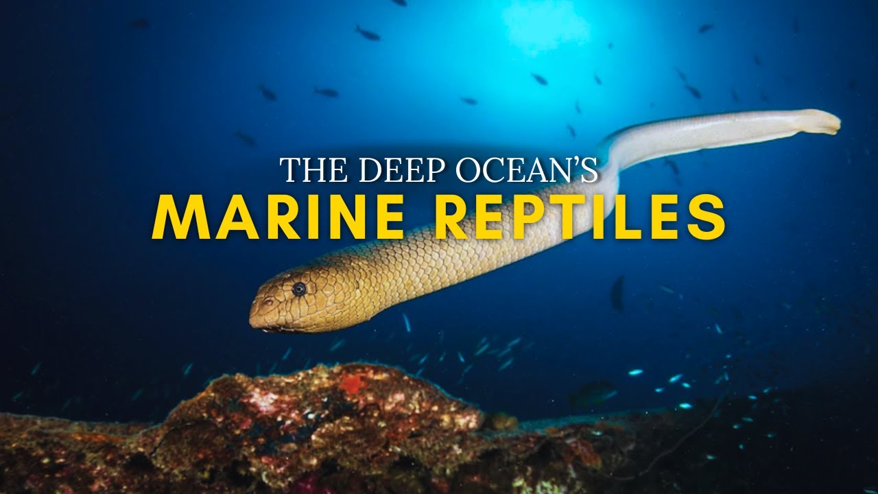 The Strange World of Marine Reptiles