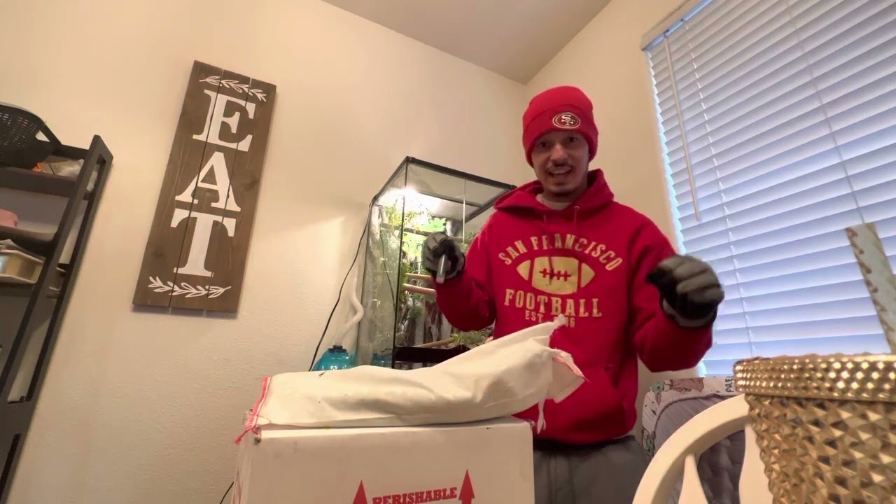 Unboxing imported emerald tree boa