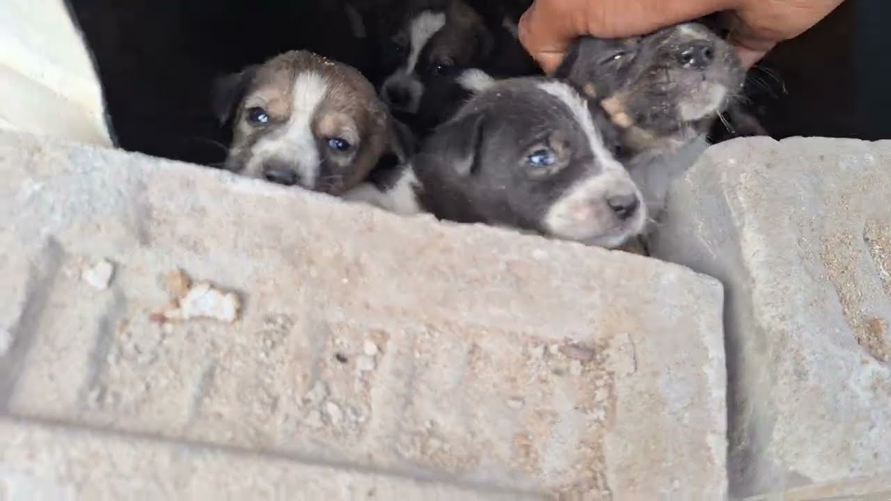 This Group of Puppies Will Melt Your Heart | Cute Puppy Moments 🐾