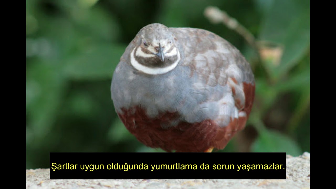 Çin Bıldırcını Ve Özellikleri