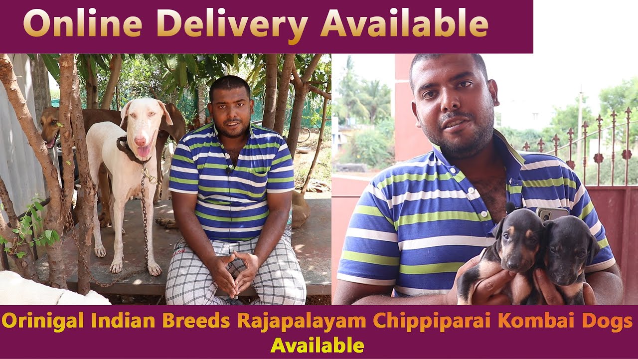 how to find original Rajapalayam dog,Chippi parai,Kanni and Kombai dog  in tamilLow cost
