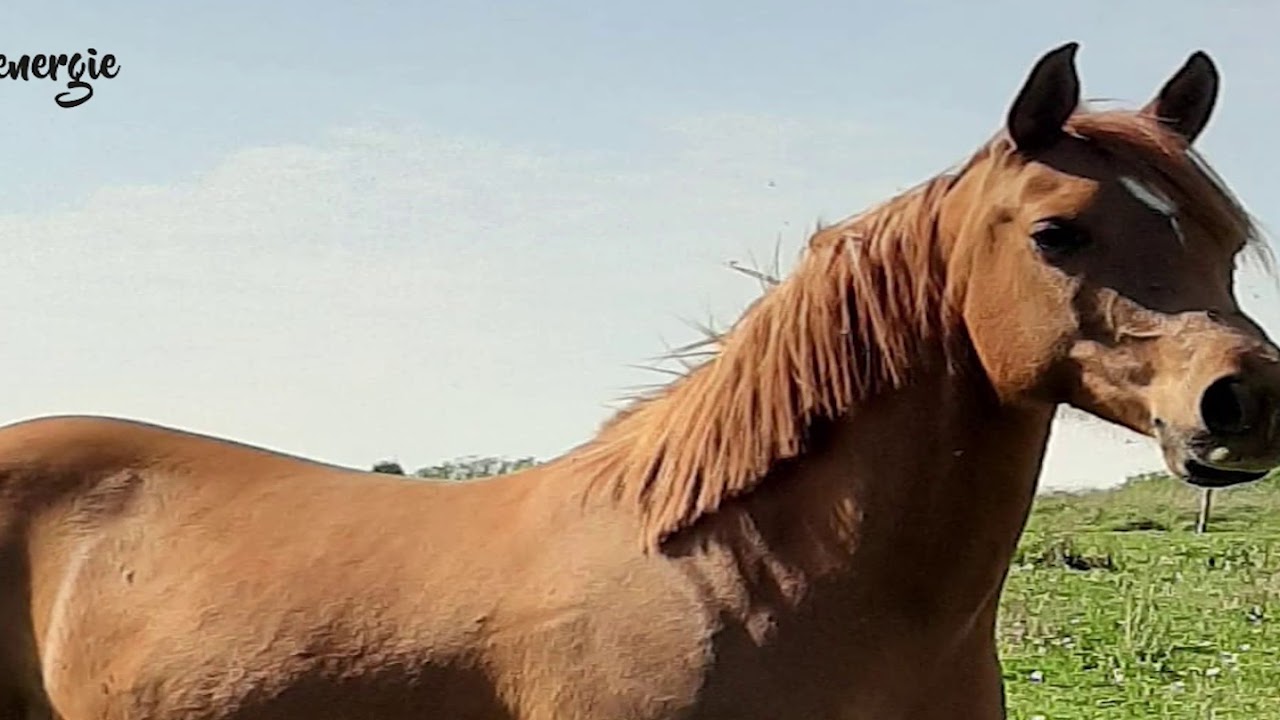 Meditation guidée : rencontre avec le cheval thérapeute