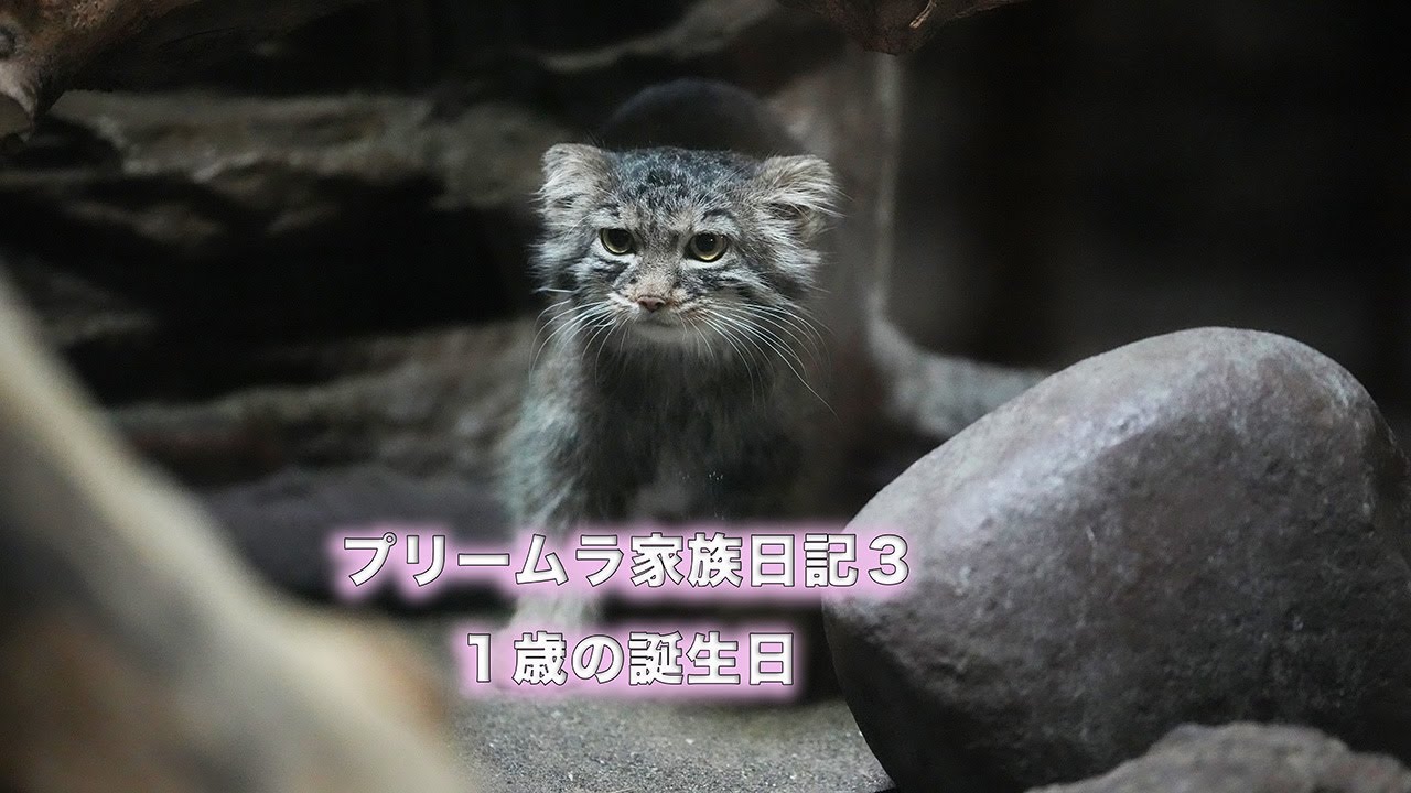 プリームラ家族日記II　１歳の誕生日
