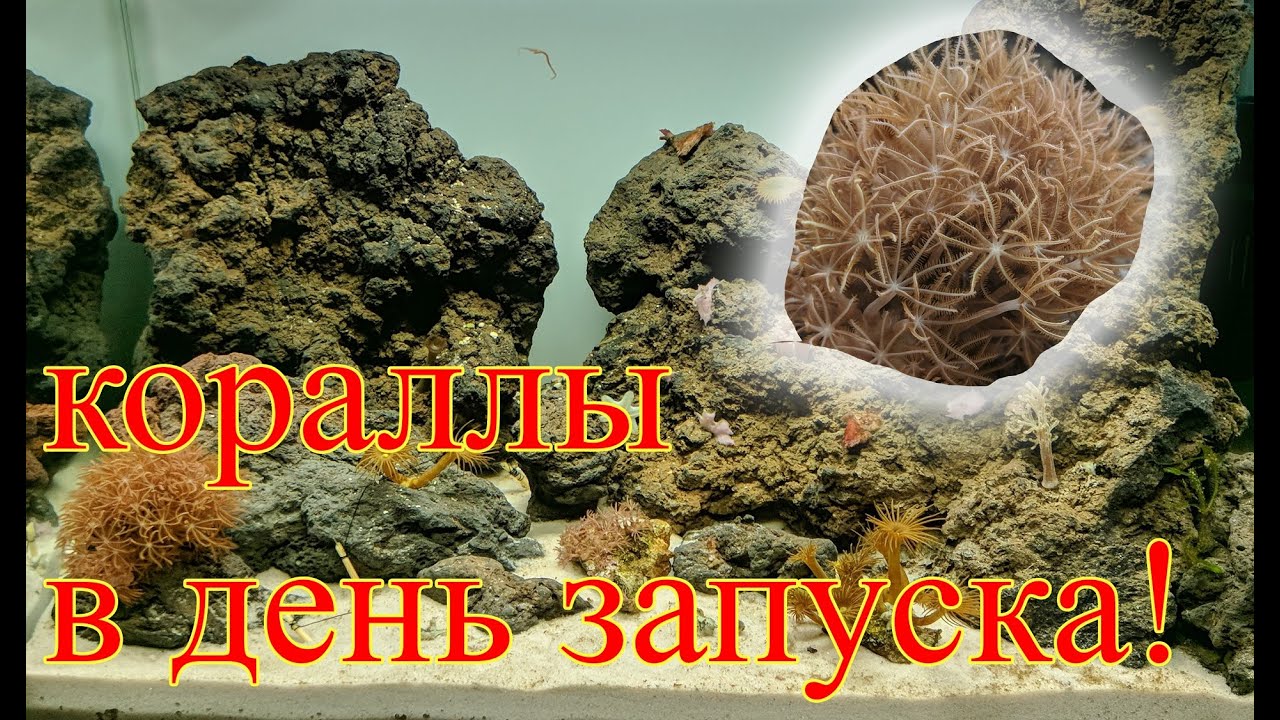 Запуск первого морского аквариума, день 0