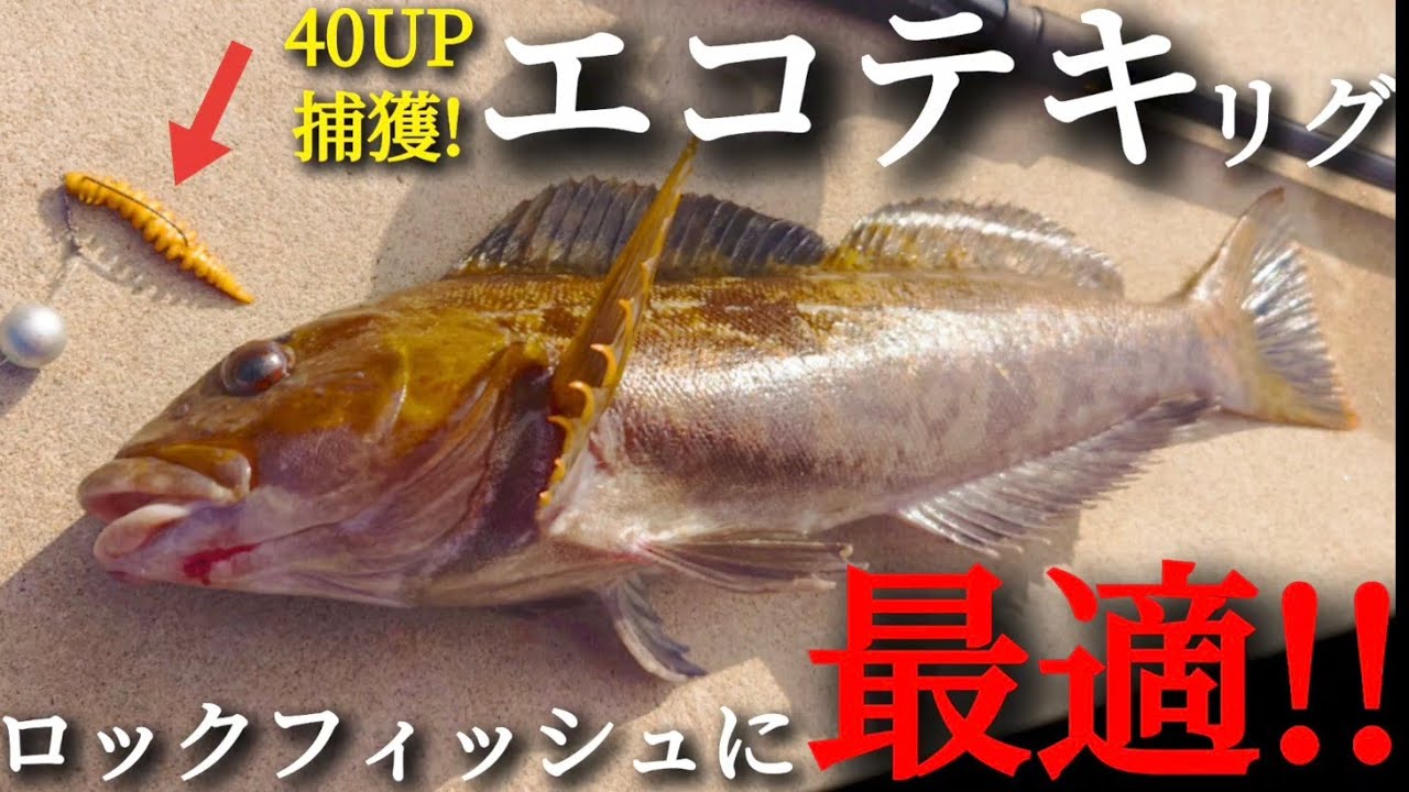 【ロックフィッシュ】エコテキリグで釣りしたら1月終盤でも好反応♪