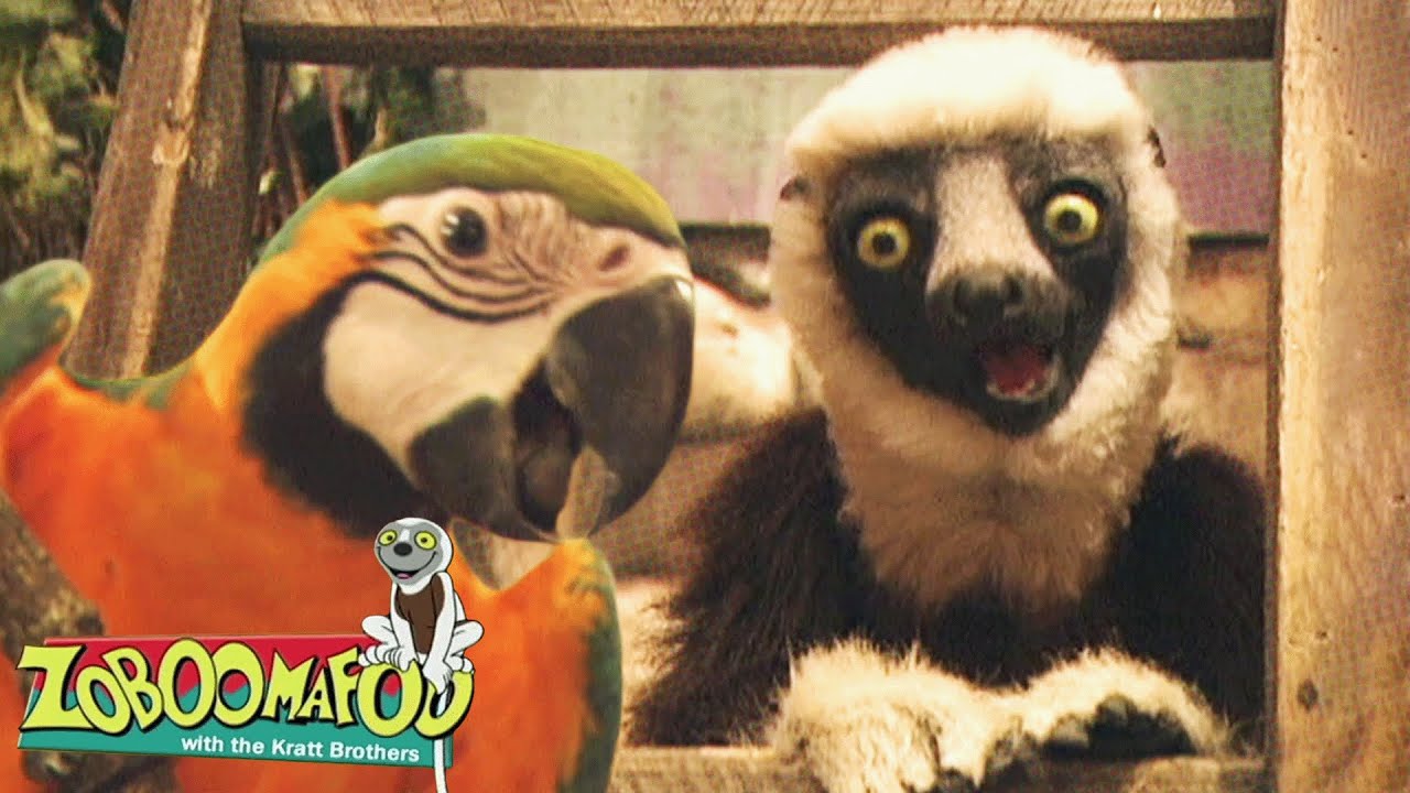 Great Singers | Zoboomafoo - WildBrain | Full Episodes for Kids