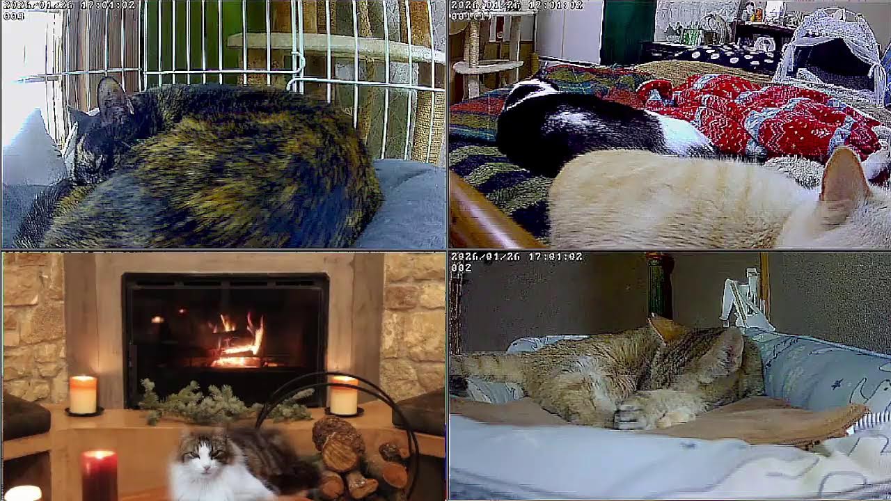 【24時間365日保護猫ライブ】　高市総理に似ているムギちゃん。猫と暖炉　野良猫から家猫へ 　保護猫5匹　癒し　ASMR 　 睡眠　cat live　焚火