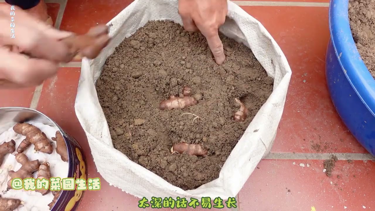 可以作为盆栽种植的姜黄，方法不要太简单，而且可以循环种植！