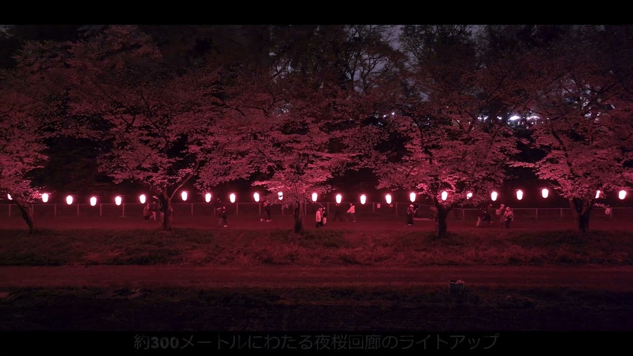 4K映像　埼玉県　見沼田んぼの桜回廊　ライトアップ2025「2025・ドローン空撮」