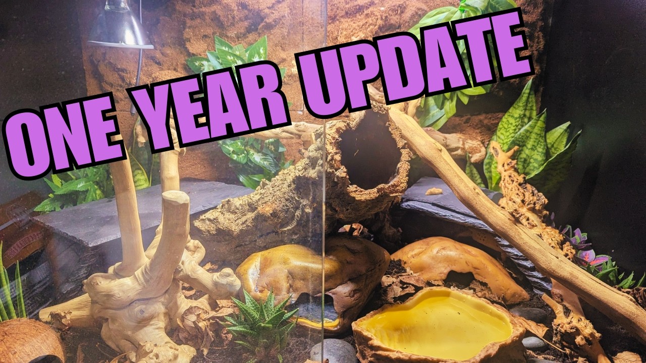 Bioactive Vivarium - One Year Update
