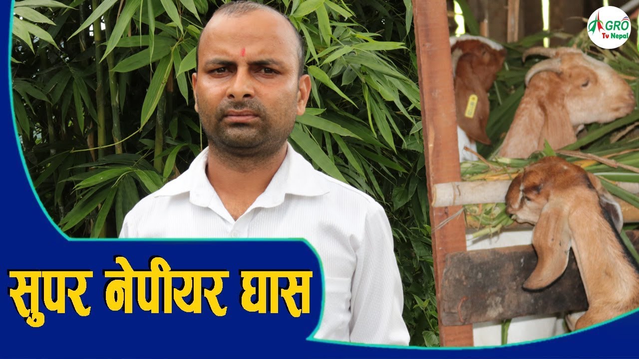 सुपर नेपियर घास साथै बाख्र पालन बाट राम्रो आम्दानी गर्न सफल -बिष्णु भट्ट || Agro Tv Nepal