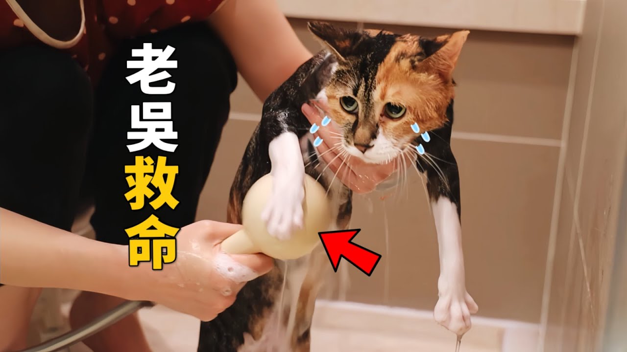 給撿來的小浪貓洗澡，全程飆高音罵罵咧咧｜李喜猫