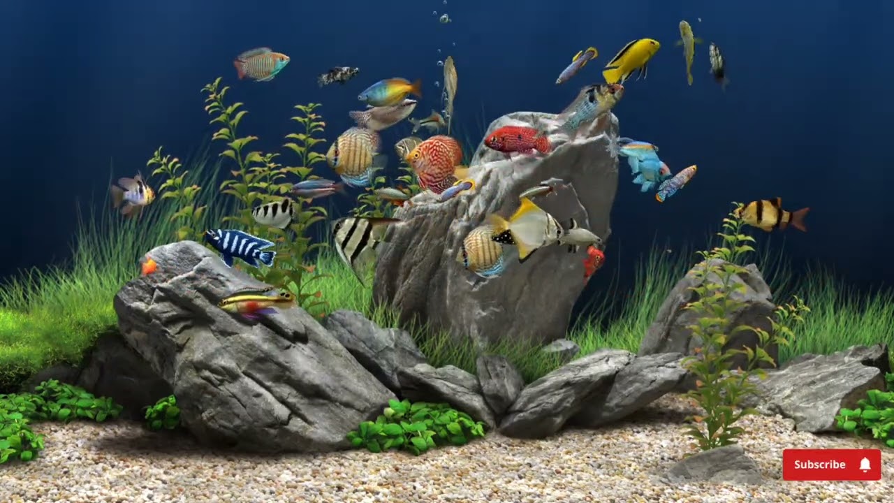 Calming aquarium with bubble and water sound No music You will rest with this video @wallprintlucjanek