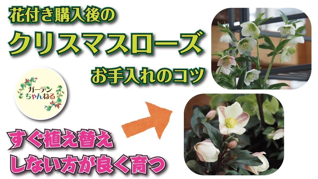 クリスマスローズが始まりましたね！