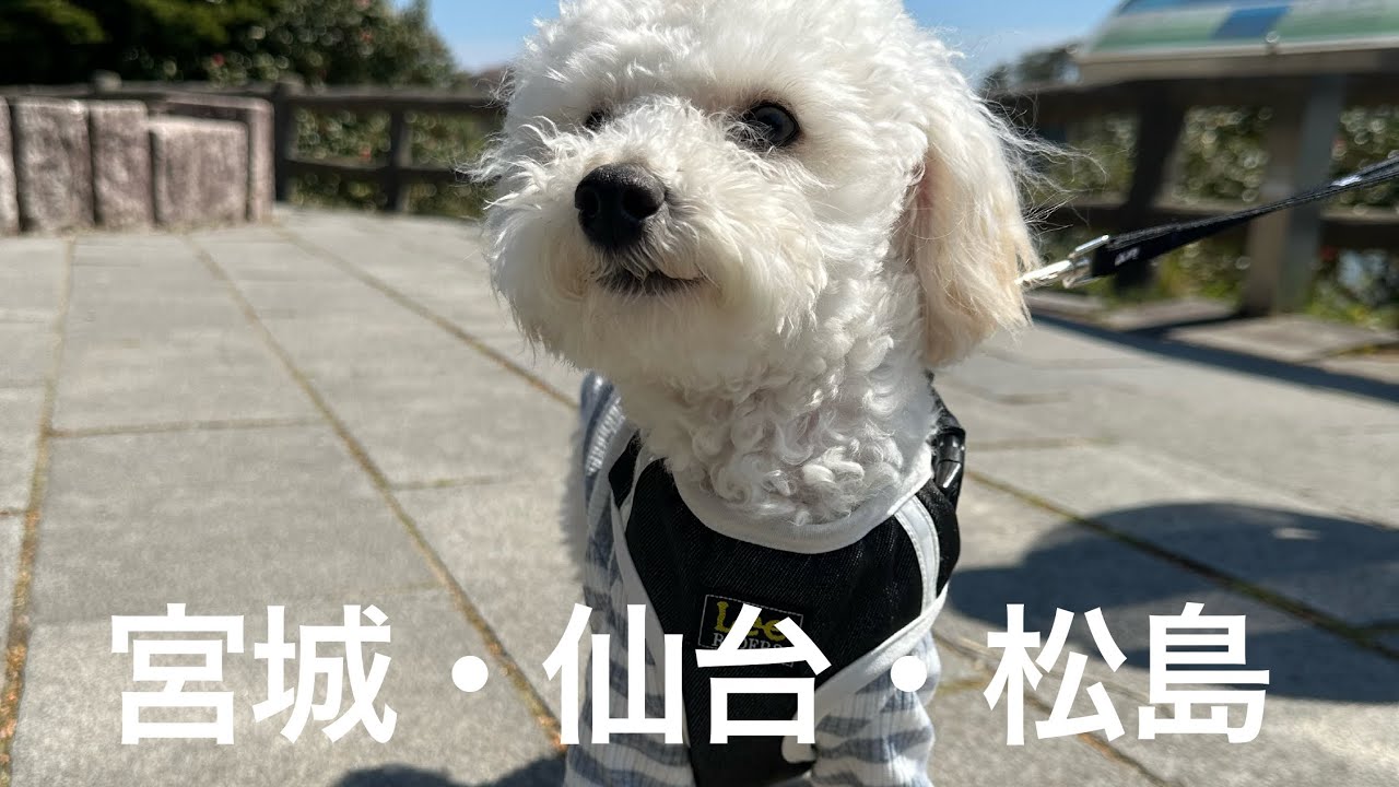車で4時間🚗トイプードルぷあちゃんと仙台旅行🐼松島をあるきつくしました♩