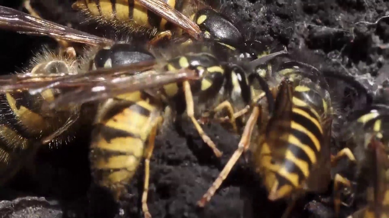 Wasp Control