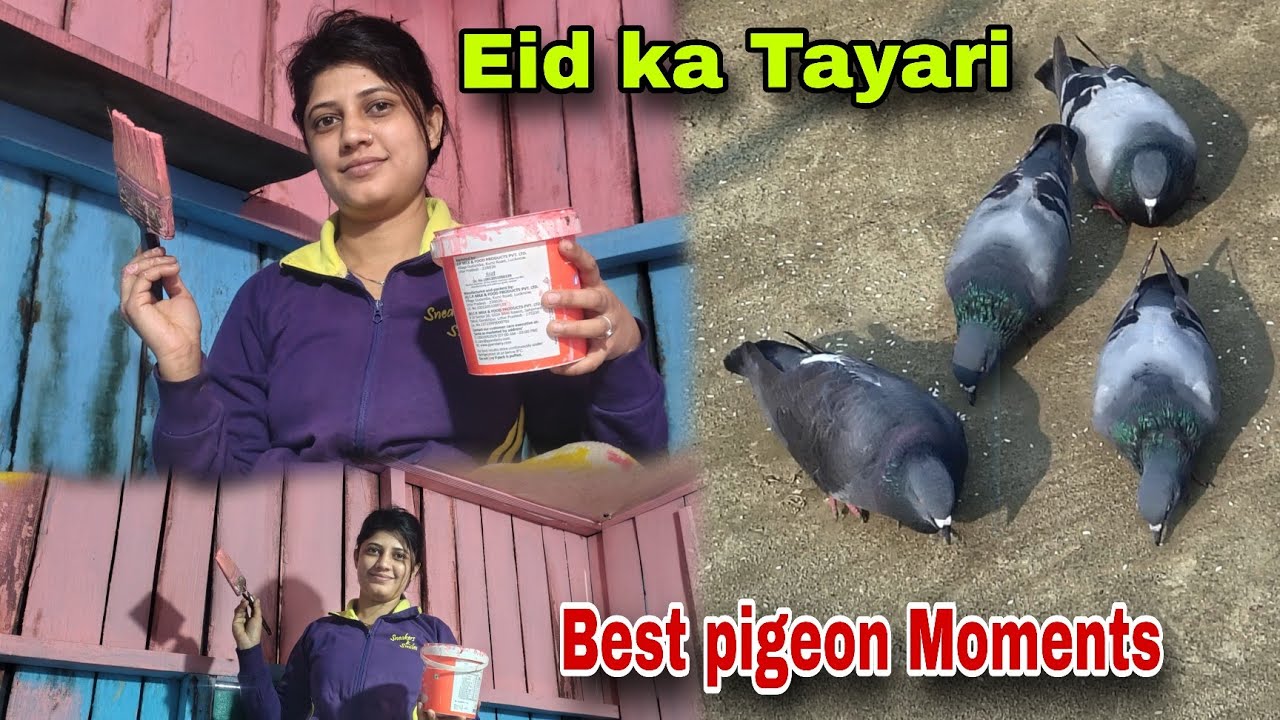 Best pigeon Moments 🥰🤩||Eid ka Tayari ✨🤲