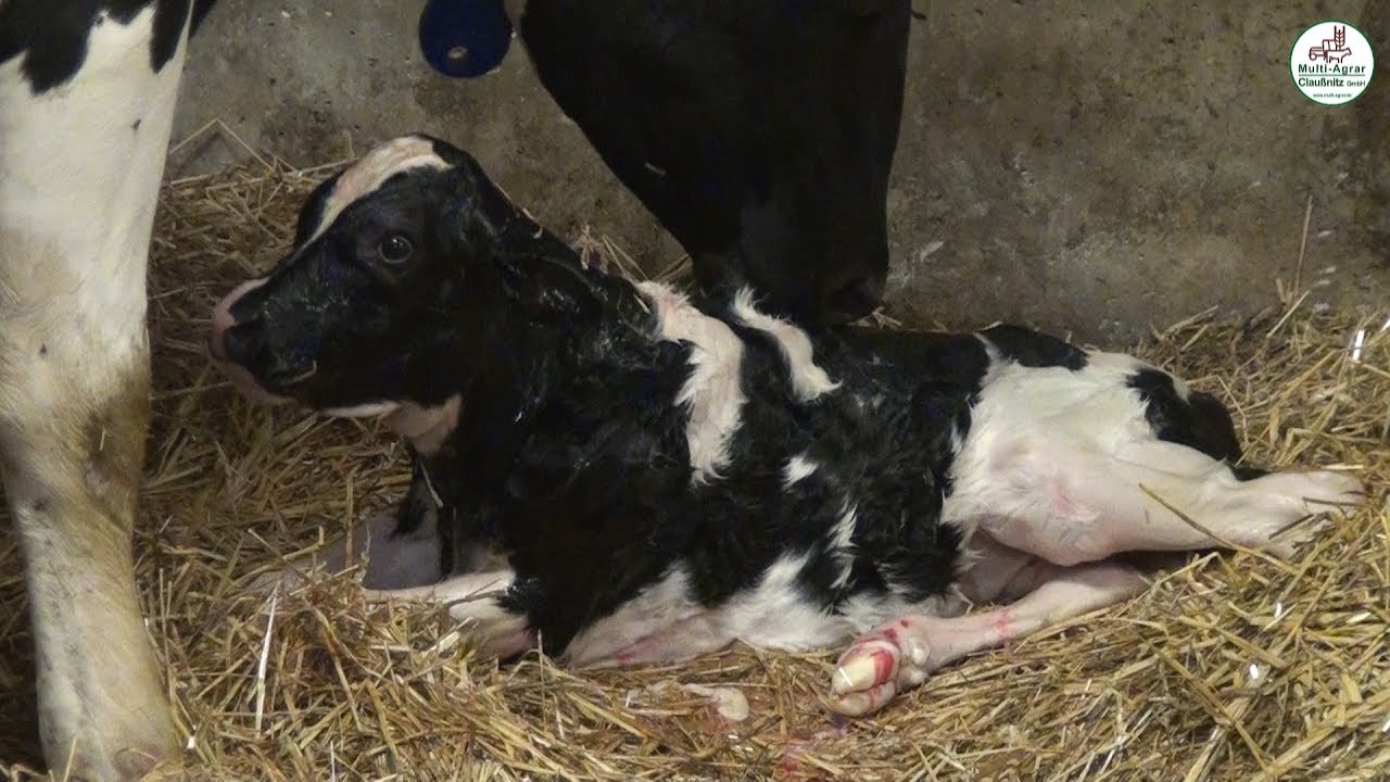 Tierhaltung - Multi Agrar Claußnitz GmbH - Futtermischwagen Kuhn SPW 22, Kalb Geburt, Milchkühe