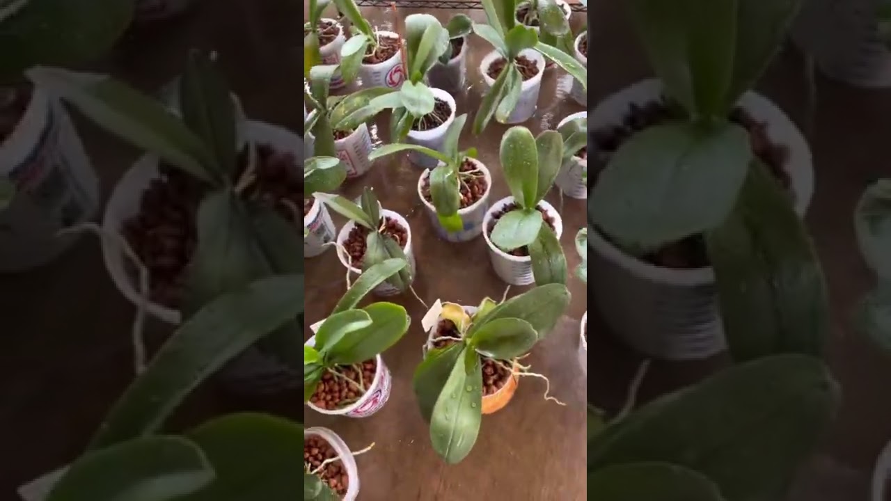 Regando  mis  orquídeas phalaenopsis en cultivo de leca , rápido y sencillo. 🌺