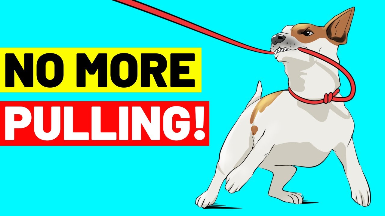How To Leash Train Your Puppy (No More Pulling!)