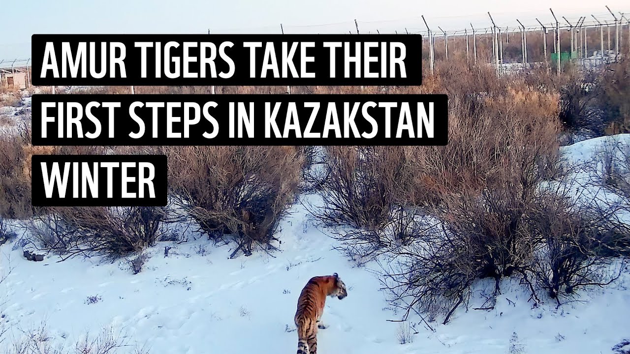 Amur tigers take their first steps in Kazakhstan winter