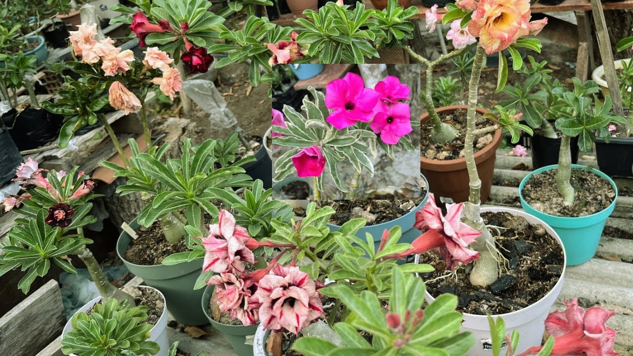 #rosasdodeserto :bom dia amores, bora ver lindas flores do meu jardim #plantas #quintal #garden