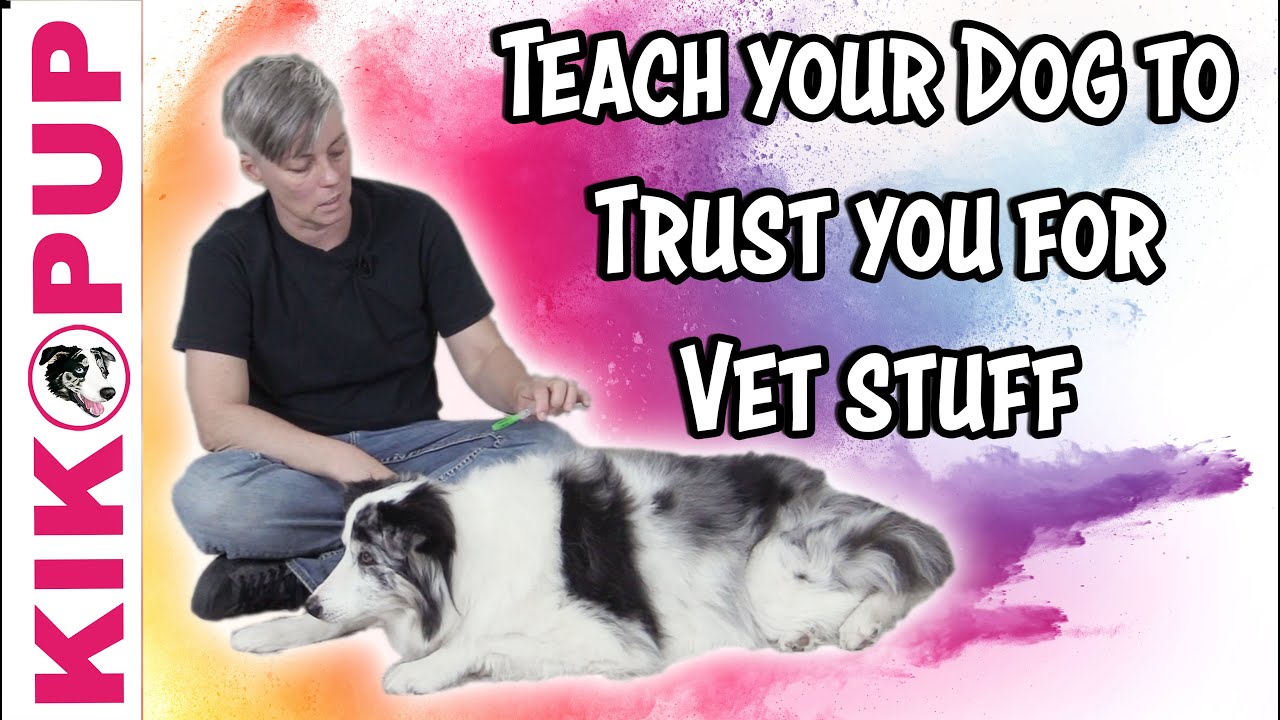 Train your dog for the vet - TIPS - Professional Dog Training