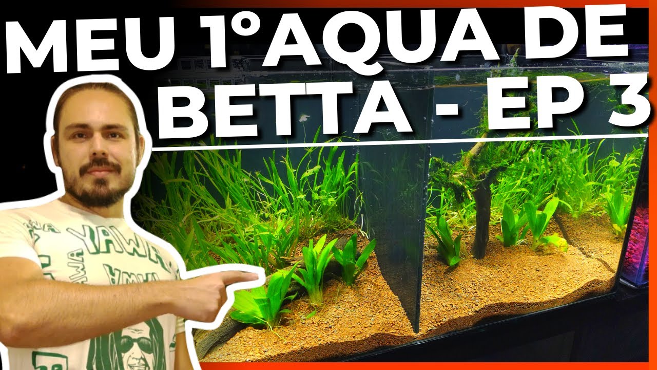 🔴COMO CICLAR O AQUÁRIO! MEU PRIMEIRO AQUÁRIO DE BETTA: EP. 3 |Mr. Betta|