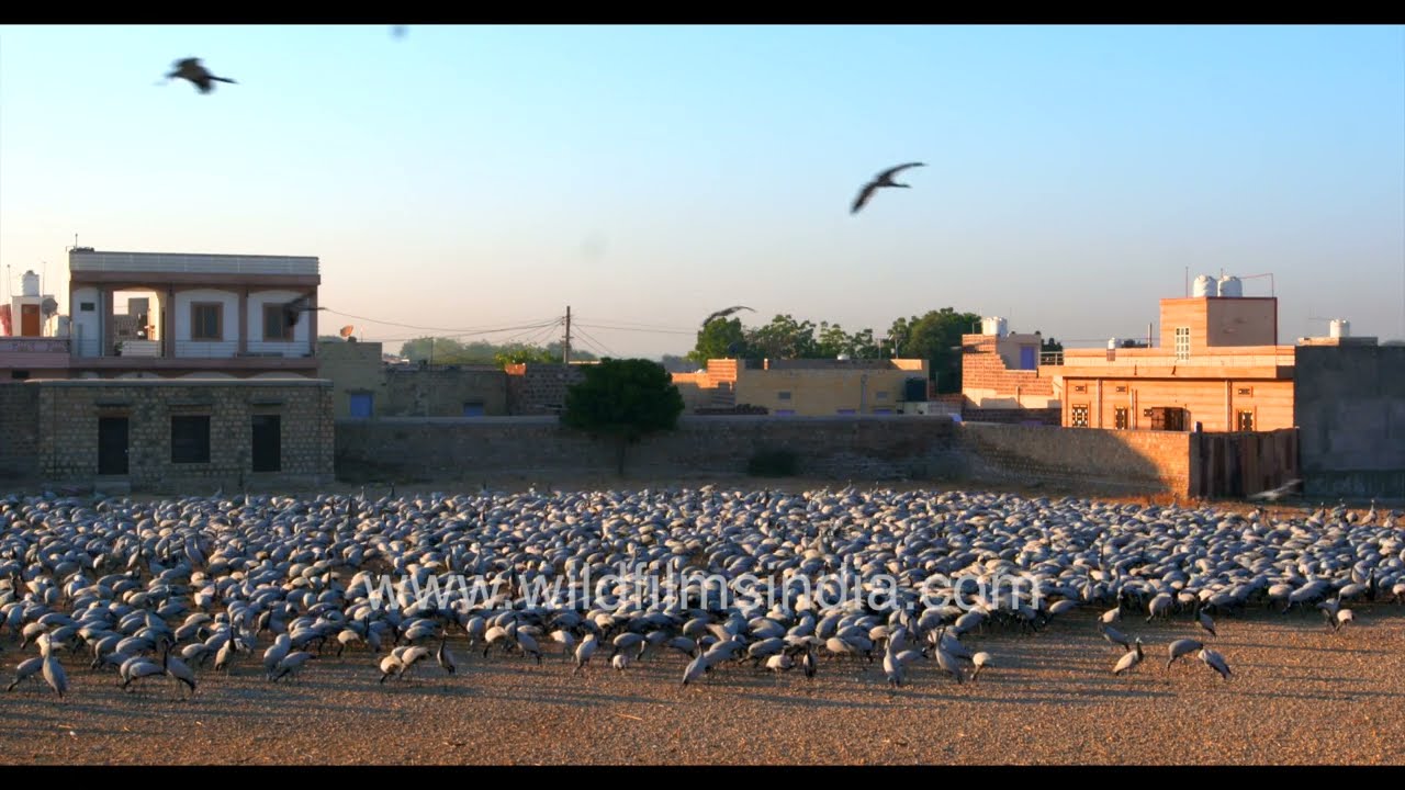 Demoiselle cranes calling at Pakshi Chugga Ghar in Khichan, Rajasthan