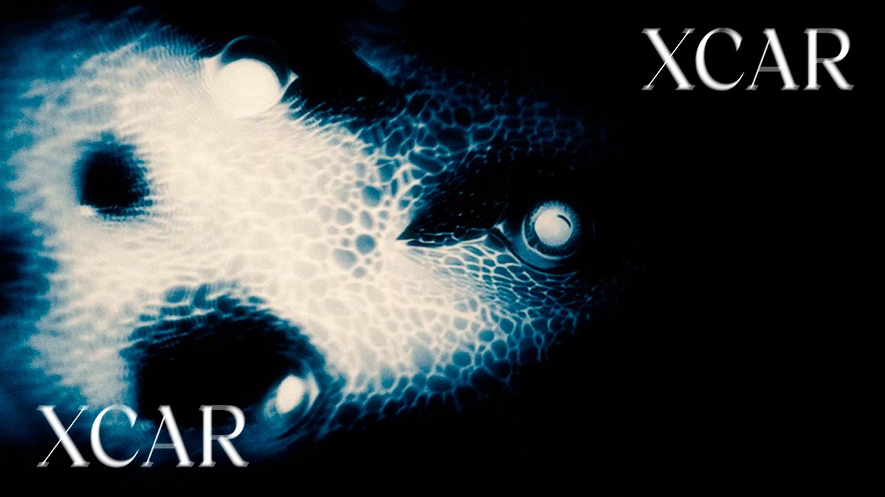 XCAR - TomaToma