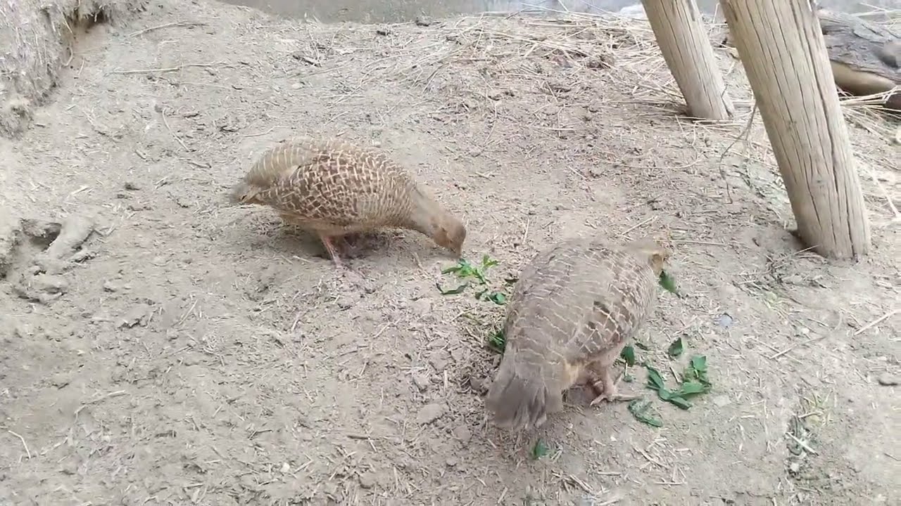  Beautiful Village Partridge Couple 