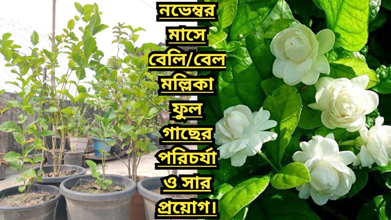 নভেম্বর মাসে বেলি/বেল মল্লিকা ফুল গাছের পরিচর্যা ও সার প্রয়োগ।।Belly/Bell Mallika flower plant।।