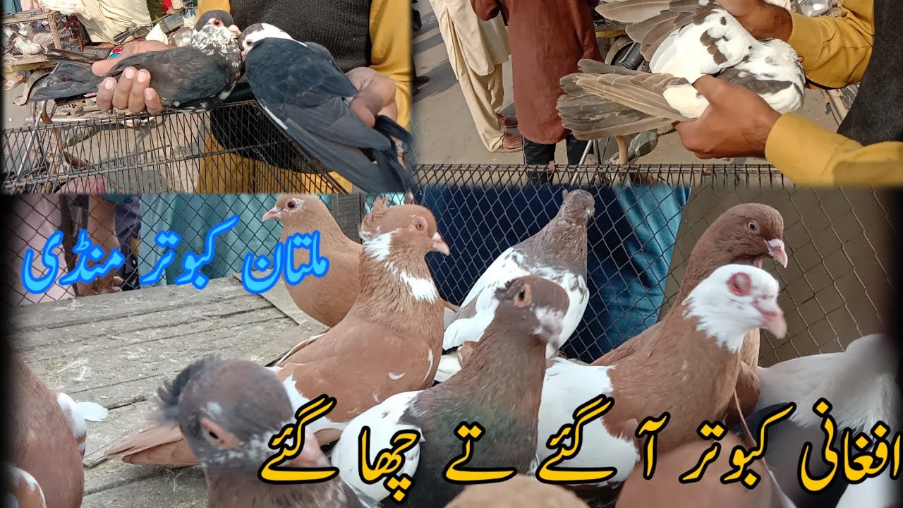Afghani Kabootar A Gye Multan Pigeons Market ❤️|Multan Kabootar Mandi Prize Update||