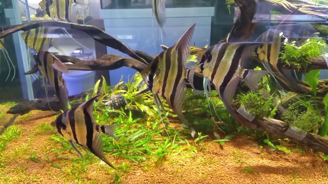 Spectacular Altum Angel display aquarium at Nature Aquariums, Melbourne
