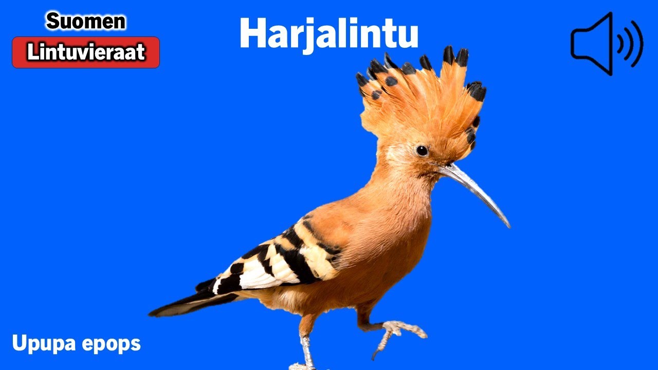 Harjalintu - Upupa epops - Hoopoe - härfågel - UPUEPO