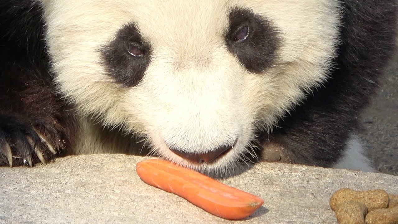 ニンジンもビスケットもいっぱい食べるタンタン♥ 