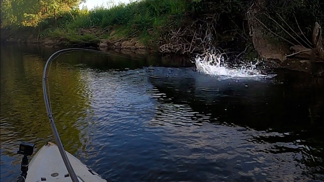 Surface Cod In Clear Water