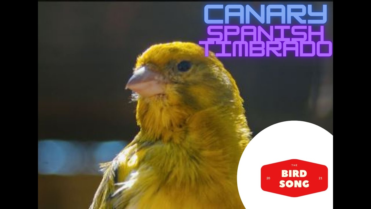 SPANISH TIMBRADO CANARY - SOUND
