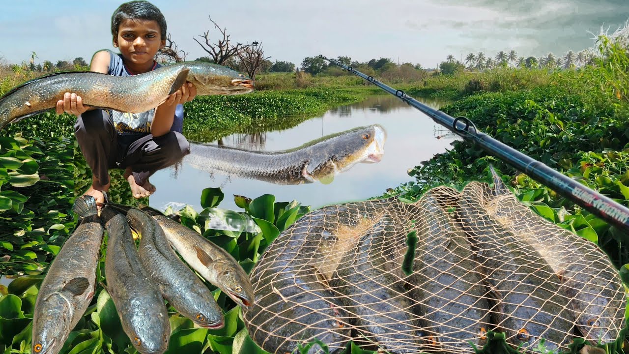 5 Big size snakehead fish with frog lure #monster #fishing #fish #trending 