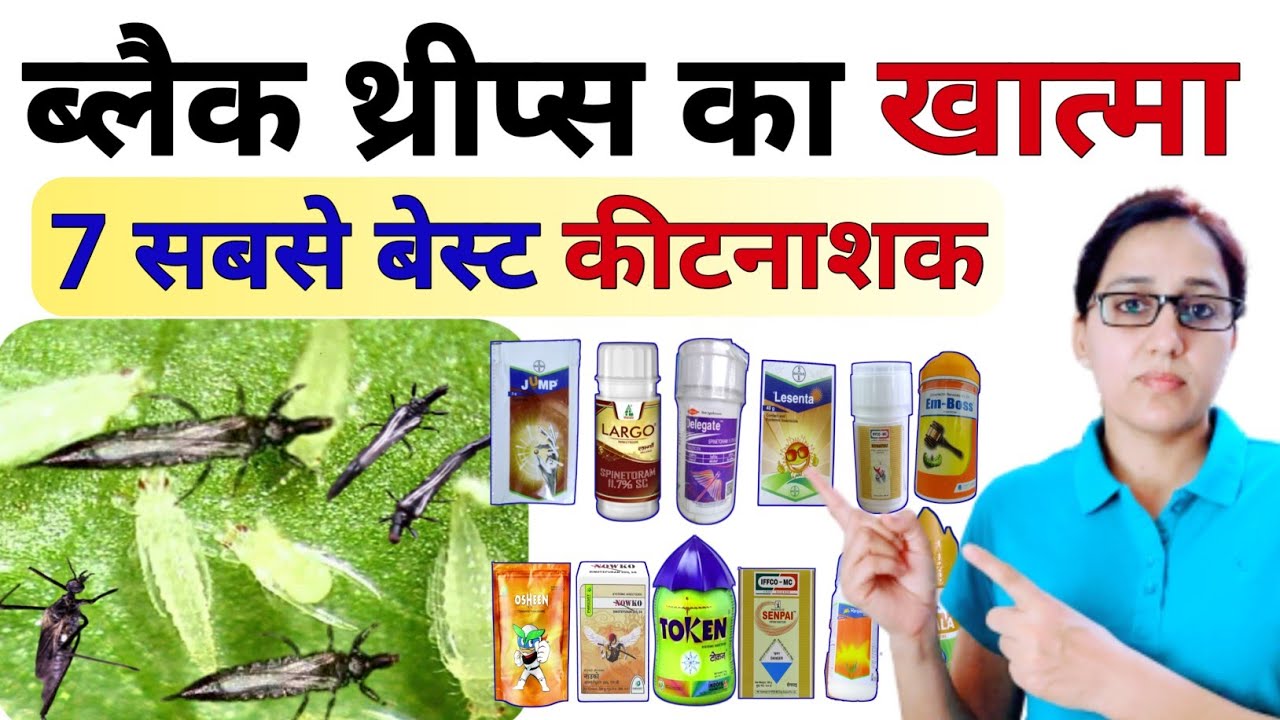 Black thrips | ब्लैक थ्रिप्स कंट्रोल | black thrips control best Insecticide | thrips control