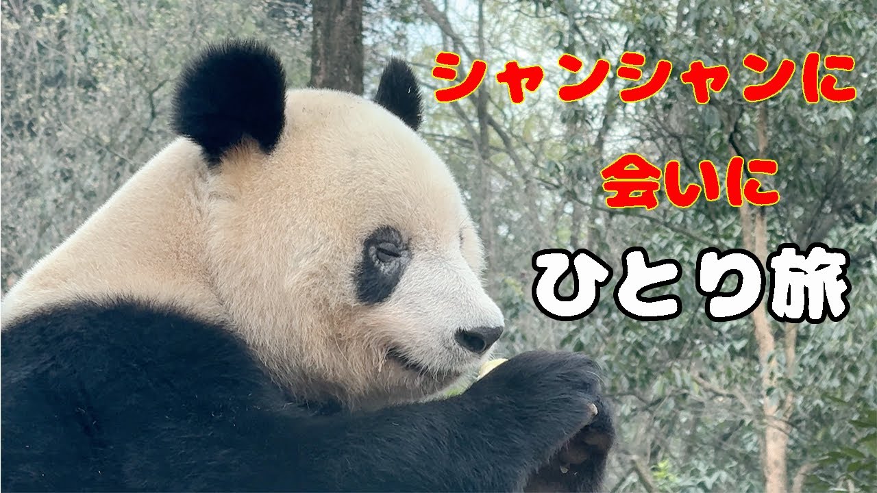 【シャンシャンに会いに雅安へ】３泊４日雅安パンダ基地の行き方