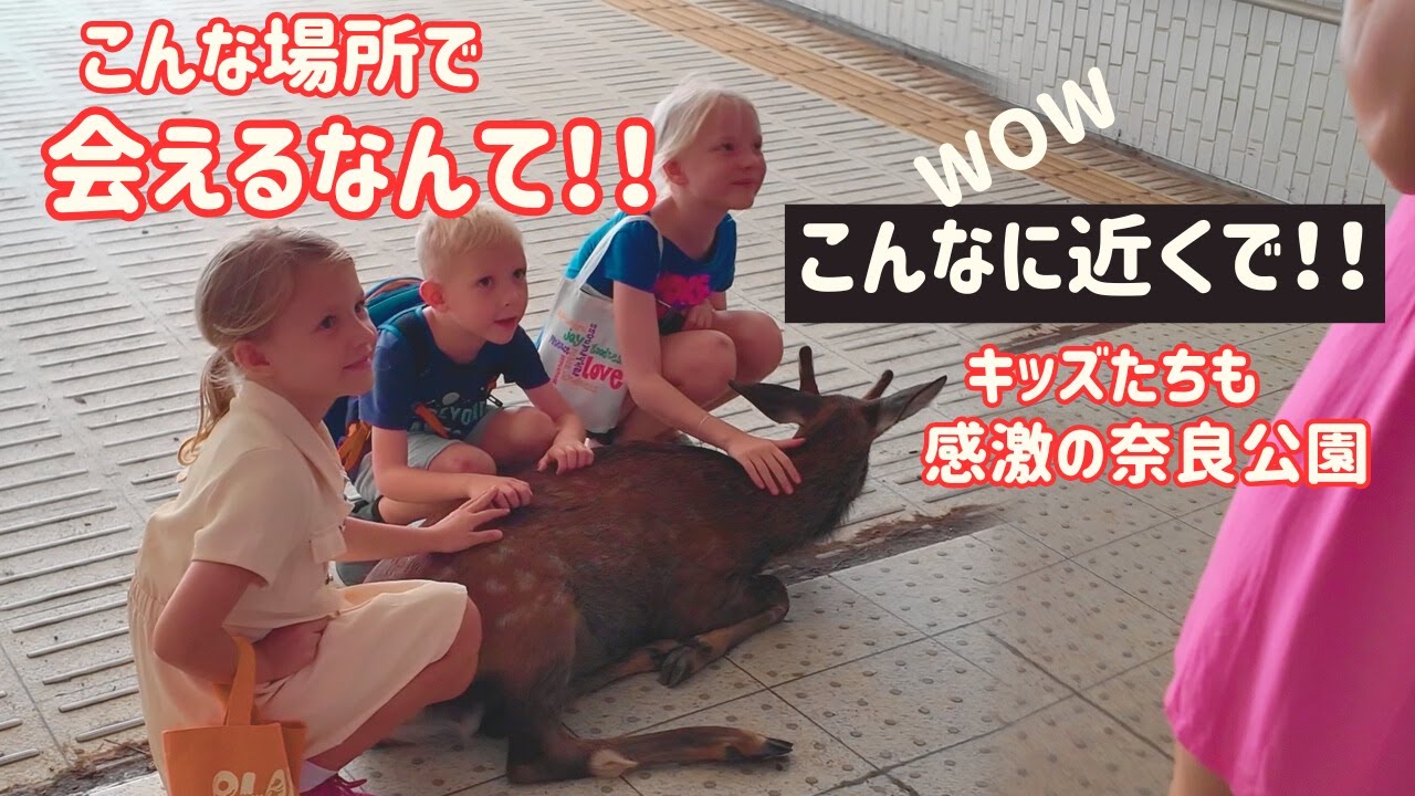 キッズたちも感激の日本 奈良の鹿さんと会うと幸せになる nara park japan 9/17日【奈良公園】